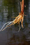 Annual wildrice <BR>Nakedstem dewflower <BR>Nakedstem dewflower <BR>Nakedstem dewflower <BR>Nakedstem dewflower